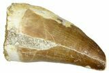 Fossil Prognathodontid Mosasaur Tooth - Morocco #374565-1